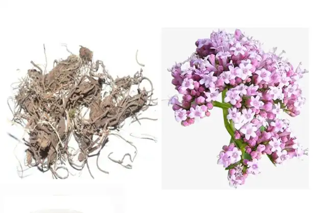 Valerian Root Extract Powder Valerian Root Extract Powder