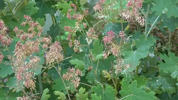 Macleaya Cordata Extract Macleaya Cordata Extract