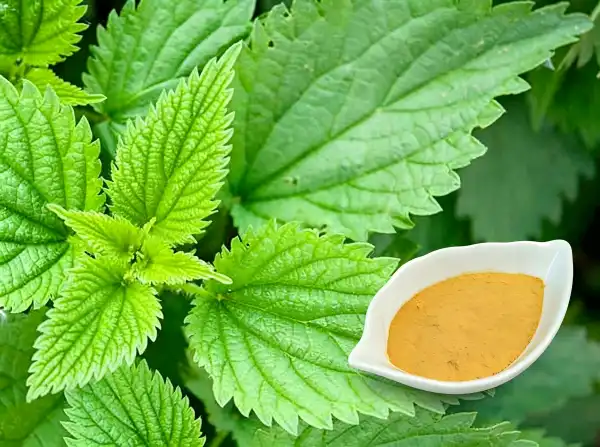 Nettle Extract Powder Nettle Extract Powder