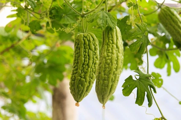 Bitter Melon Extract Powder
