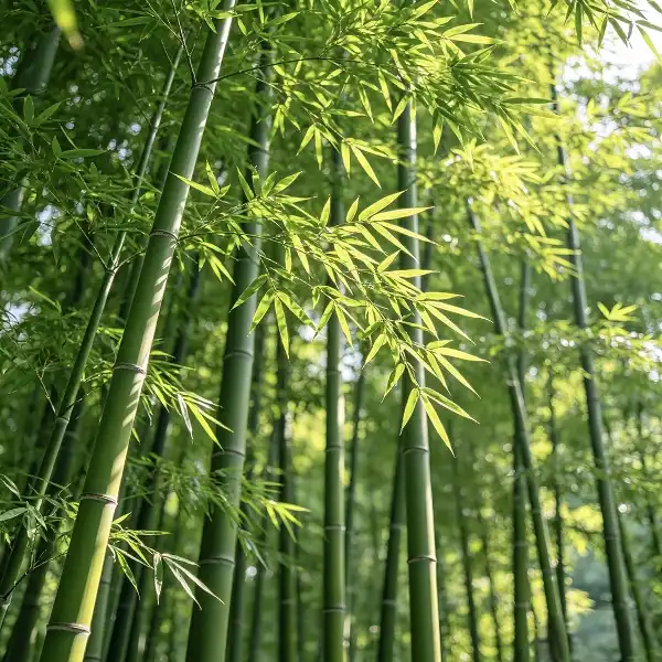 Bamboo Leaf Extract