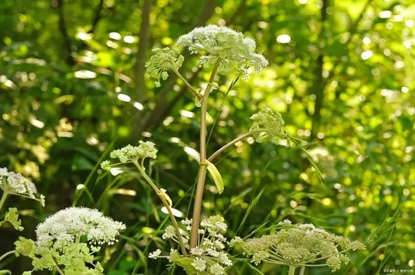 Angelica Officinalis Extract