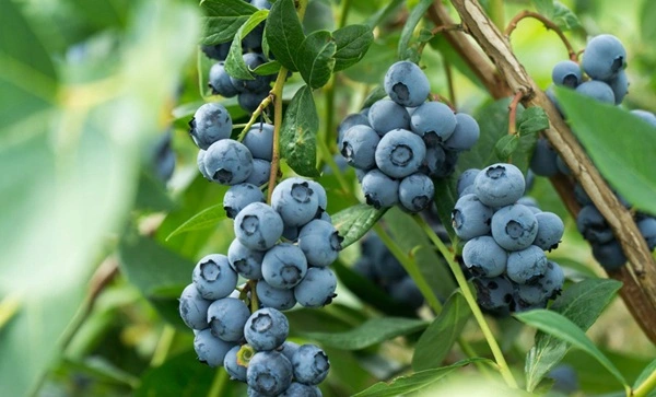 blueberry extract powder blueberry extract powder