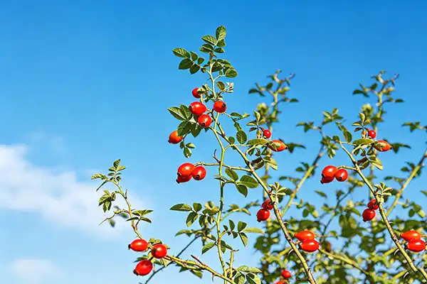 blog-1-1