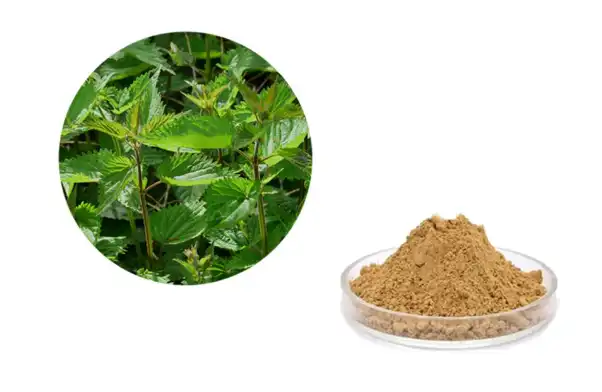 Nettle Extract Powder