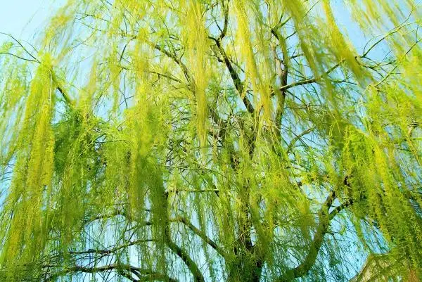 White Willow Bark Extract Powder