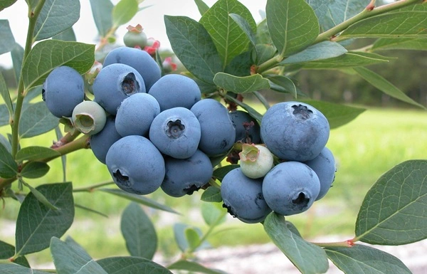 blueberry extract powder