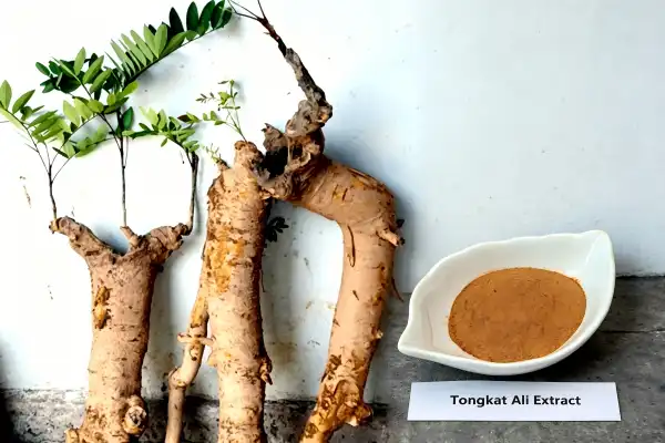Tongkat Ali Extract Powder Tongkat Ali Extract Powder