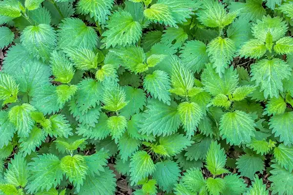 Nettle Extract Powder Nettle Extract Powder