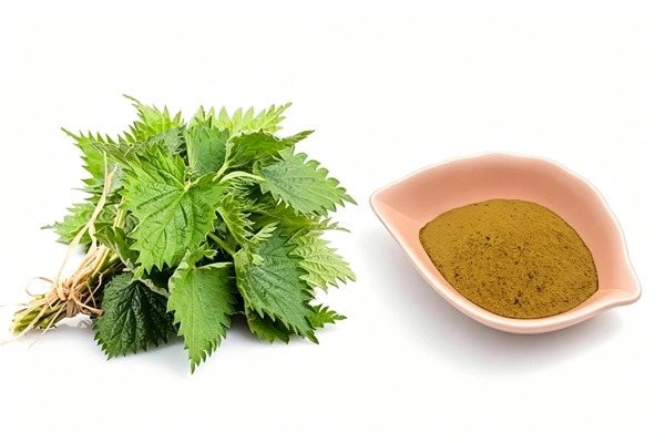 Nettle Extract Powder