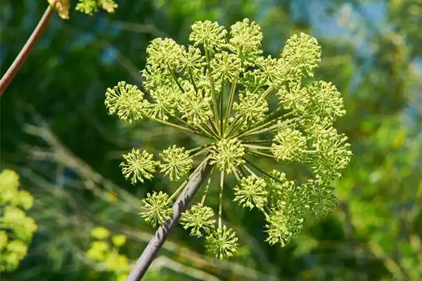 Angelica Officinalis Extract Angelica Officinalis Extract