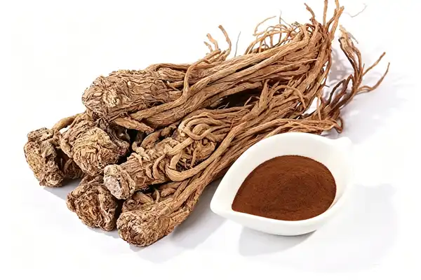 Angelica Officinalis Extract Angelica Officinalis Extract
