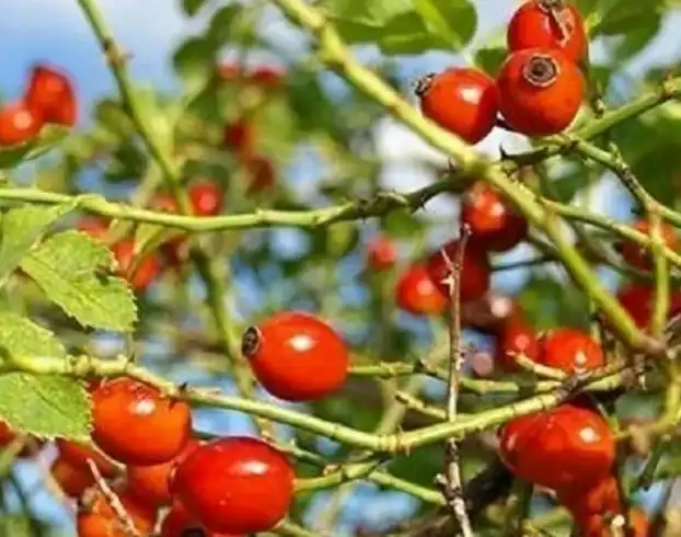 Rose Hip Extract Powder