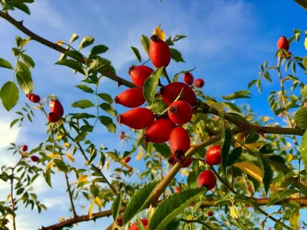 Rose Hip Extract Powder