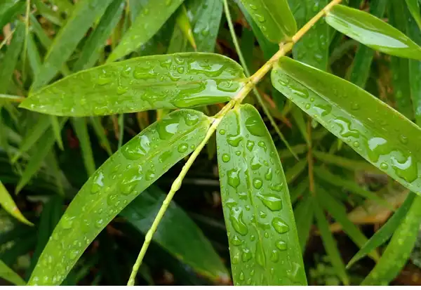 bamboo leaf extract bamboo leaf extract