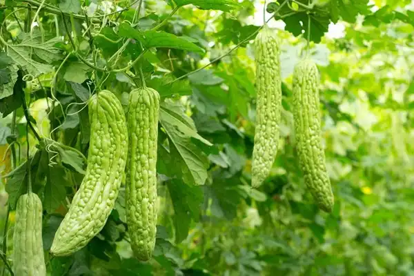 Bitter Melon Extract Powder