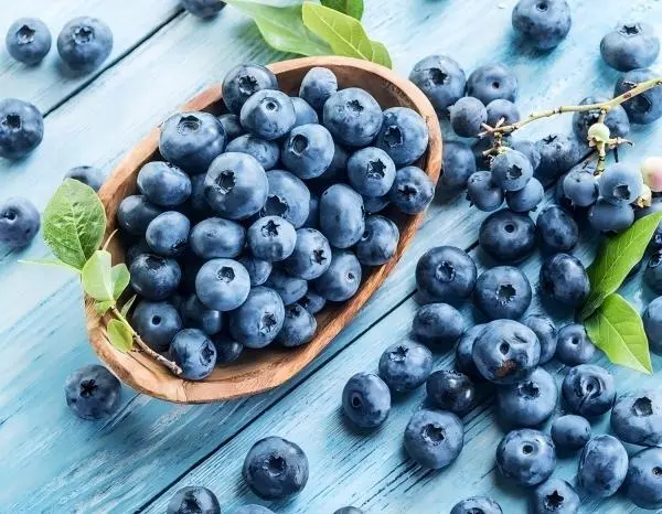 Blueberry Extract Powder