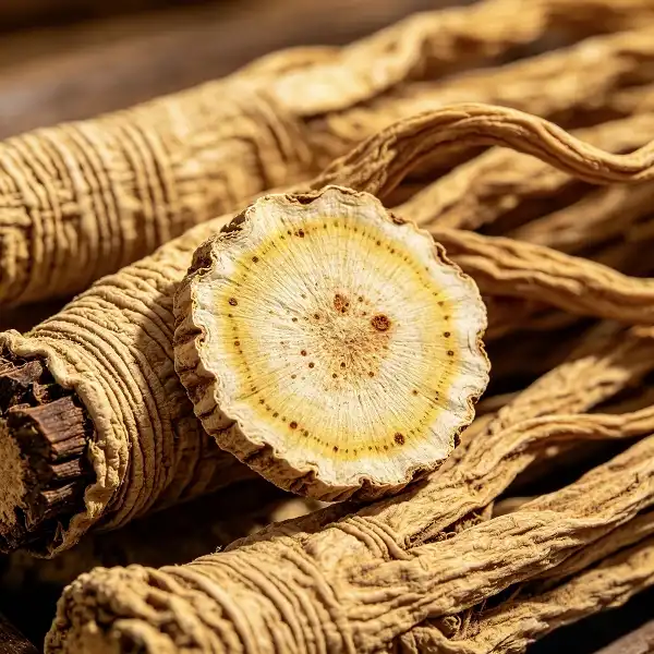 Angelica Officinalis Extract Angelica Officinalis Extract
