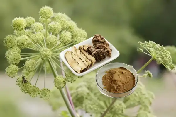 Angelica Officinalis Extract