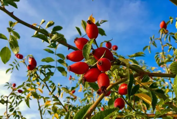 Rose Hip Extract Powder Rose Hip Extract Powder