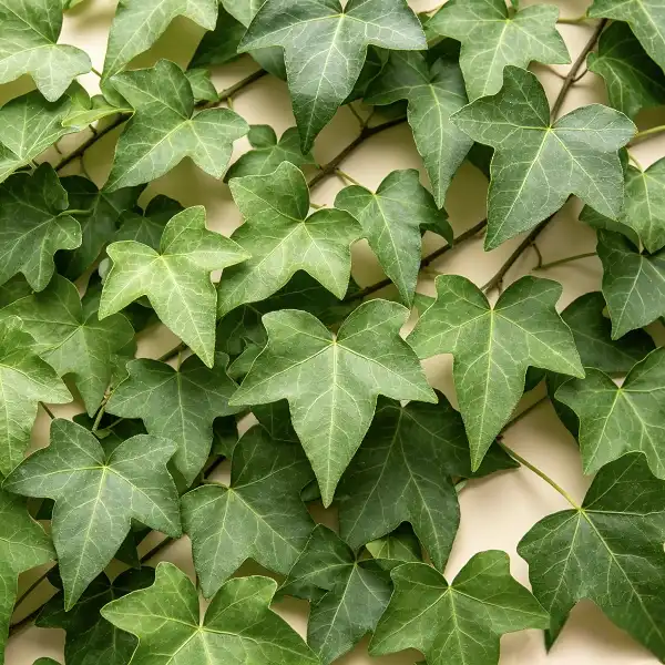 Ivy Extract Powder Ivy Extract Powder