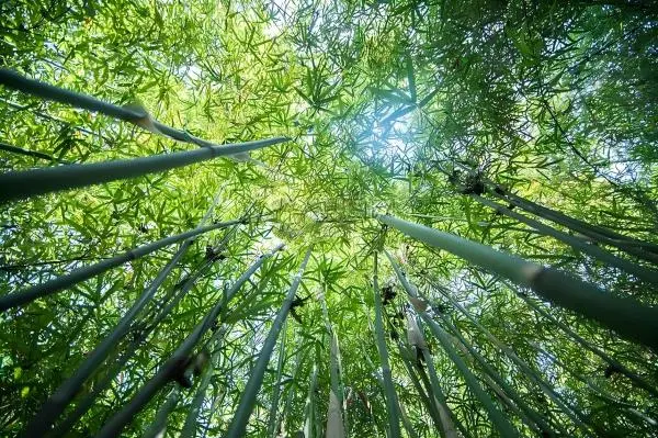 Bamboo Leaf Extract Bamboo Leaf Extract