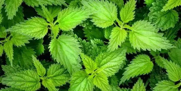 Nettle Extract Powder Nettle Extract Powder