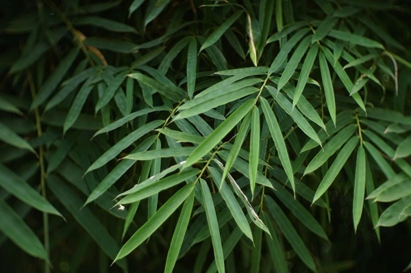 Bamboo Leaf Extract