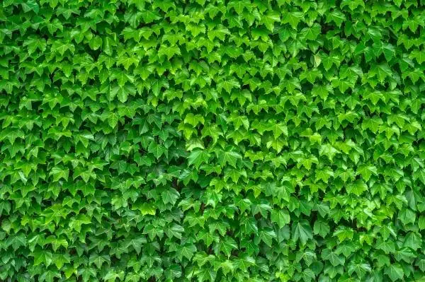 Ivy Extract Powder Ivy Extract Powder