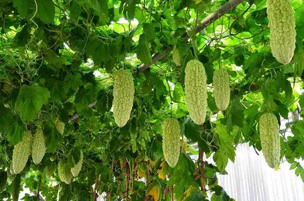 Bitter Melon Extract Powder Bitter Melon Extract Powder