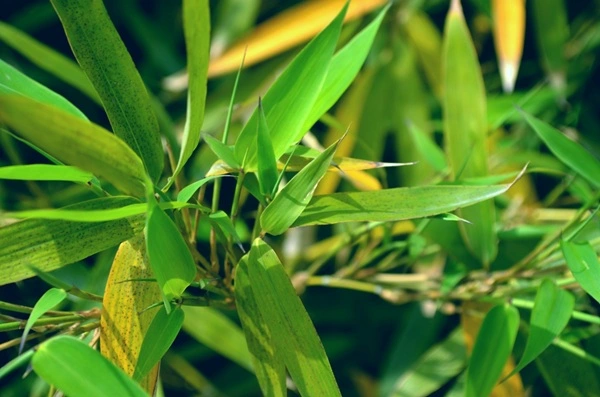 Bamboo Leaf Extract Bamboo Leaf Extract