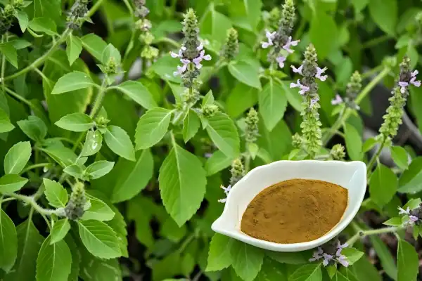 Holy Basil Extract Powder