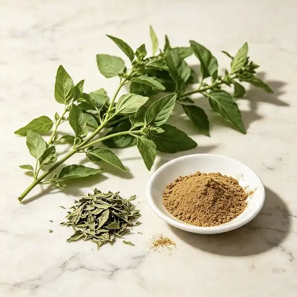 Holy Basil Extract Powder Holy Basil Extract Powder