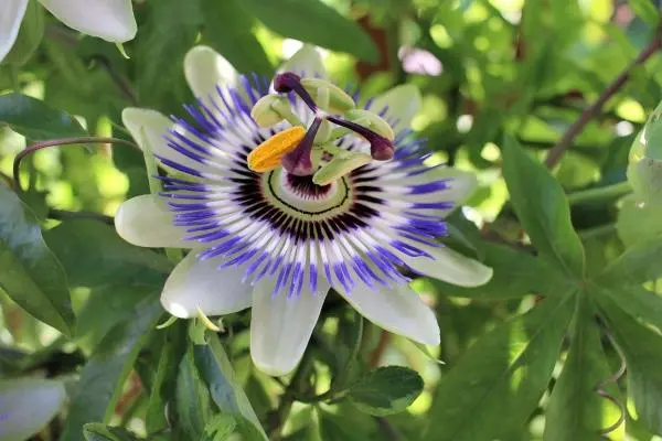Passionflower Extract Powder Passionflower Extract Powder