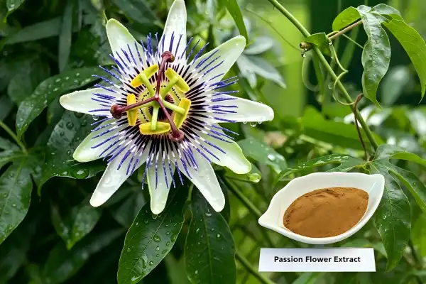 Passionflower Extract Powder Passionflower Extract Powder
