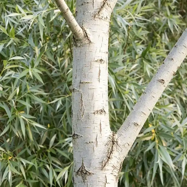 White Willow Bark Extract Powder White Willow Bark Extract Powder