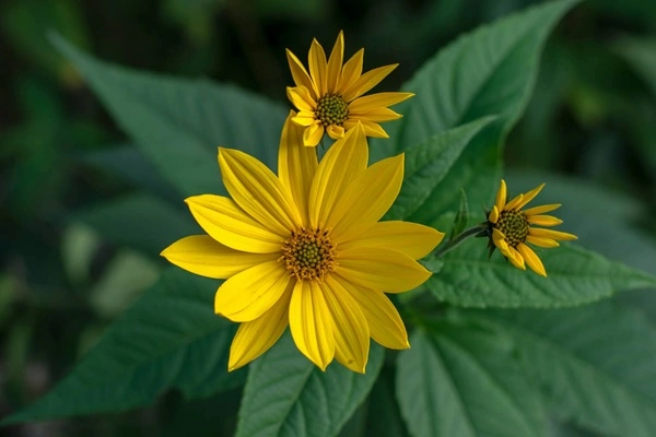 Jerusalem Artichoke Extract Jerusalem Artichoke Extract