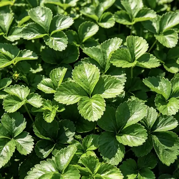 Strawberry Leaf Extract