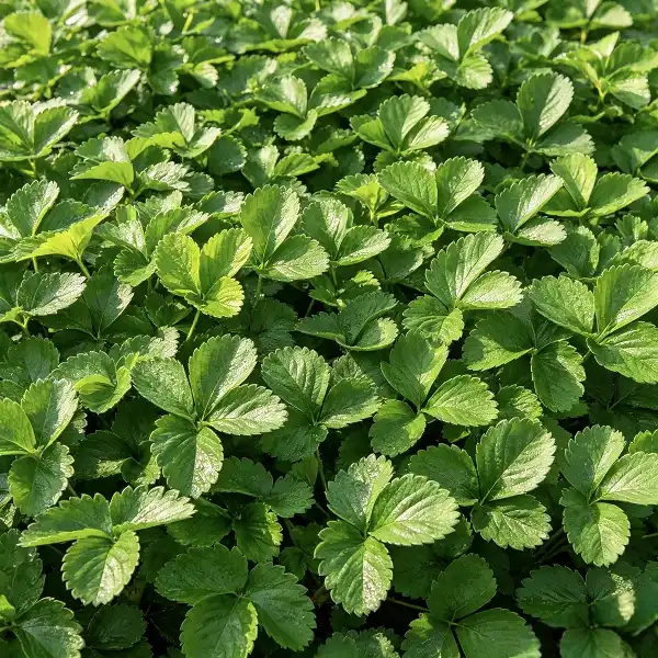 Strawberry Leaf Extract