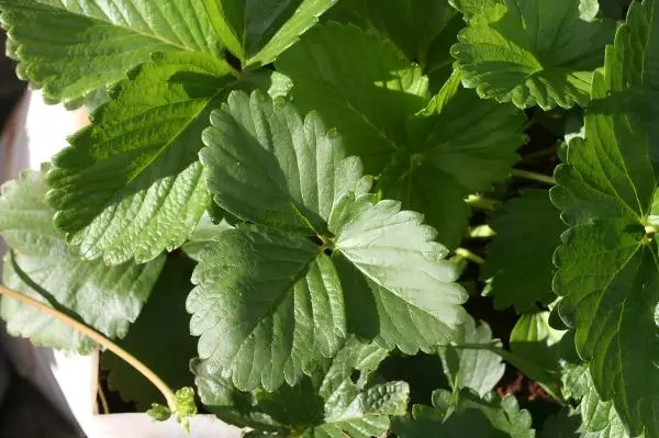 Premium Strawberry Leaf Extract Premium Strawberry Leaf Extract