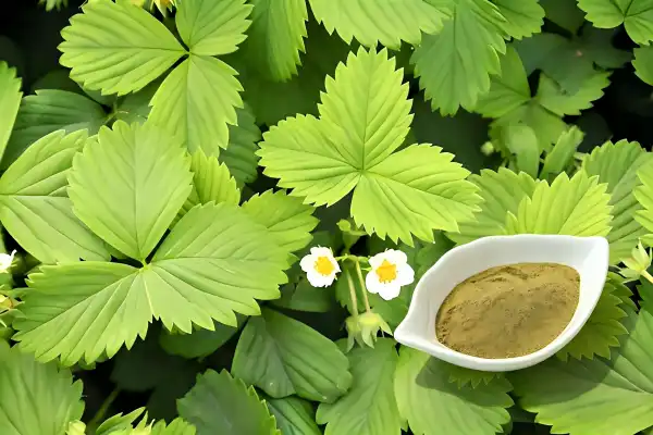 Premium Strawberry Leaf Extract Premium Strawberry Leaf Extract