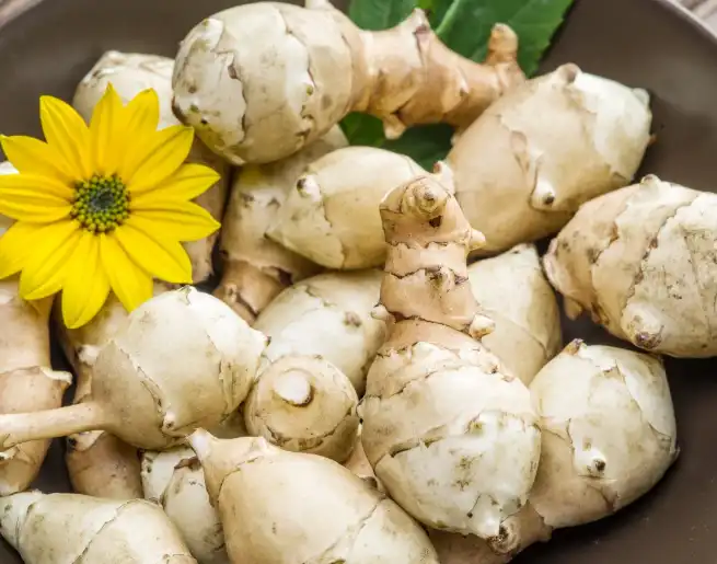 Jerusalem Artichoke Extract Jerusalem Artichoke Extract