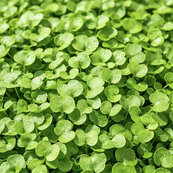 Watercress Extract Watercress Extract