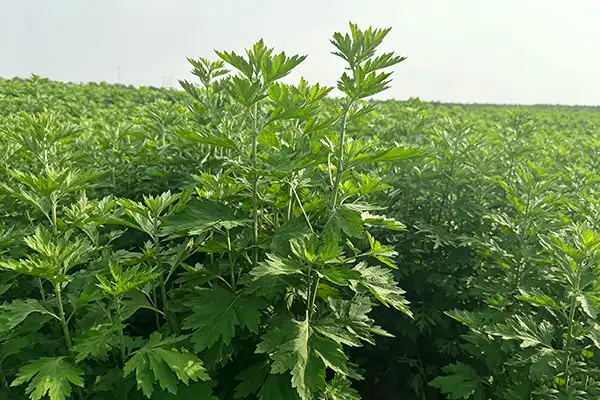blog-1-1