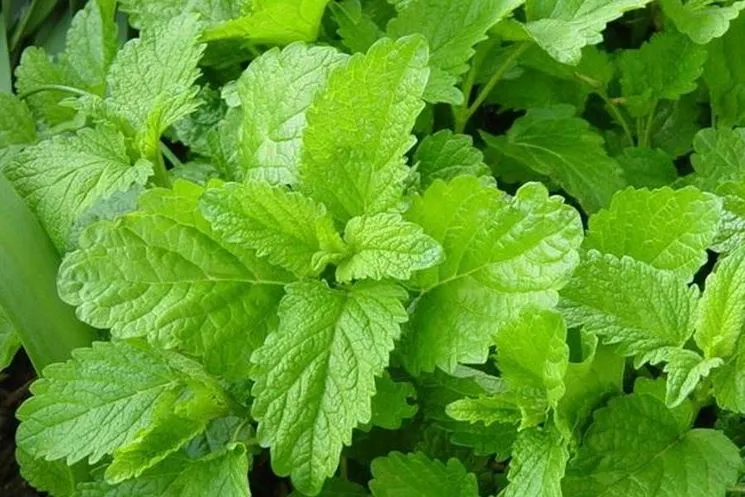 Melissa Officinalis Extract