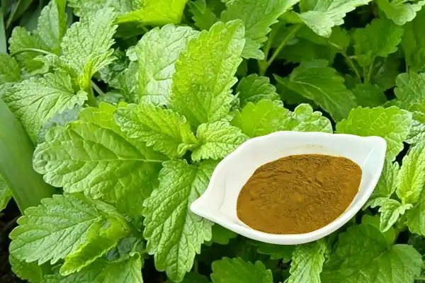 Melissa Officinalis Extract