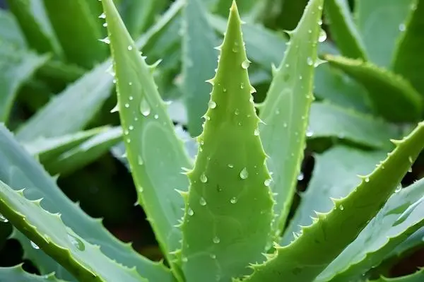 Aloe Vera Gel Powder