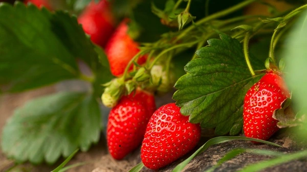 Strawberry Leaf Extract