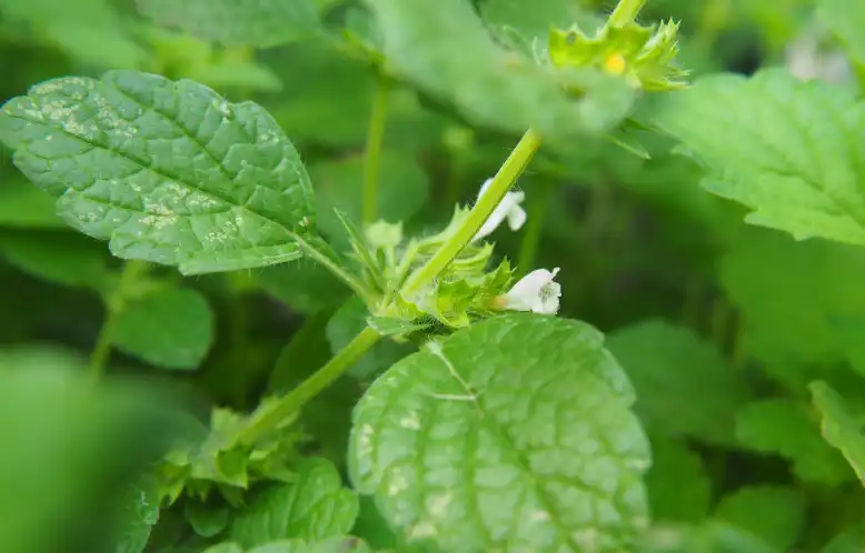Melissa Officinalis Extract Melissa Officinalis Extract