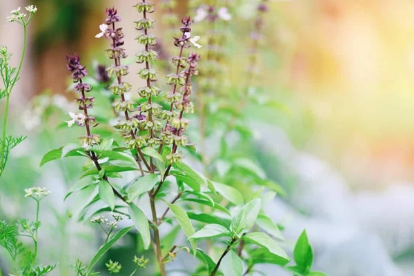 Holy Basil Extract Powder
